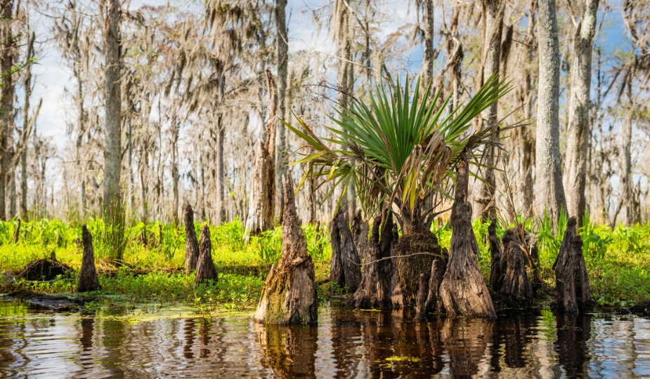 Louisiana Wetlands