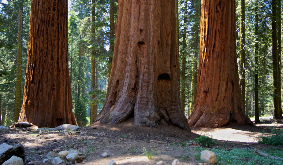 Sequoia National Park