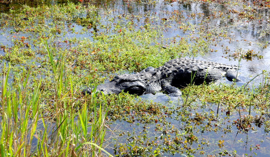 The Everglades