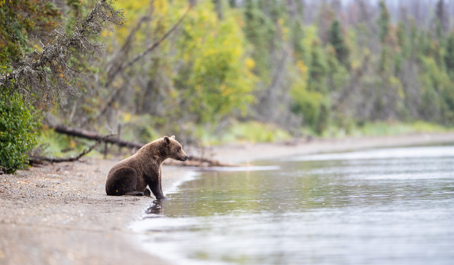 Katmai National Park