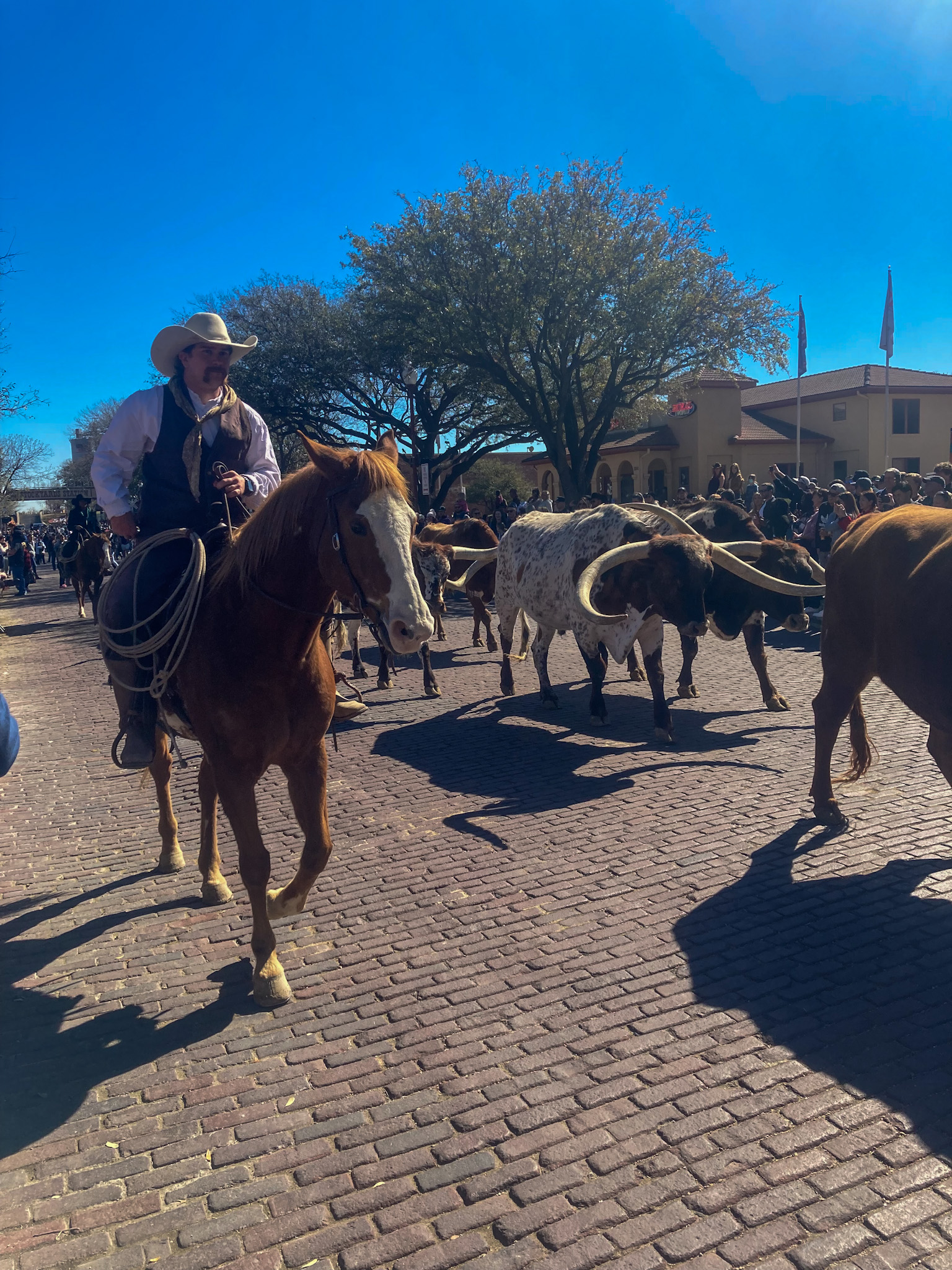 Stockyards - Cattle Drive