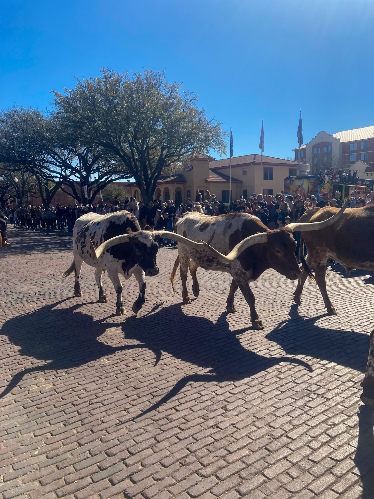 Stockyards - Cattle Drive