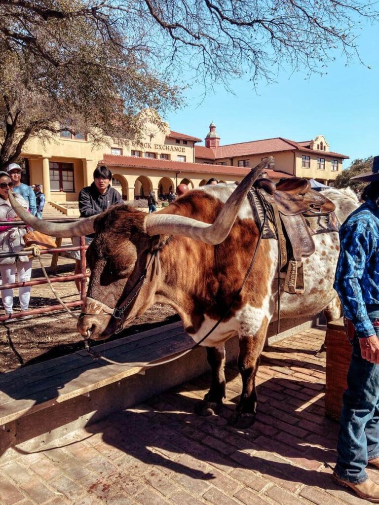 A close up view of a longhorn, a cool thing to see at Fort Worth Stockyards with kids.