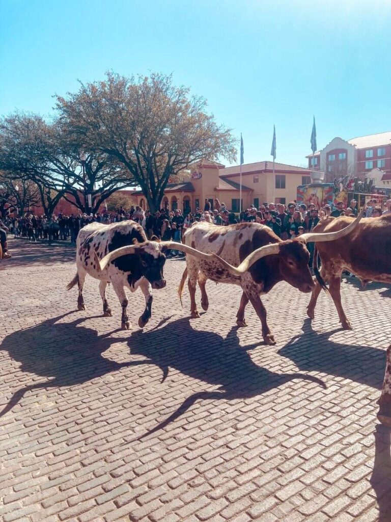 Longhorn bulls walking down the street at the Cattle Drive. A fun thing to do at the Fort Worth Stockyards with kids