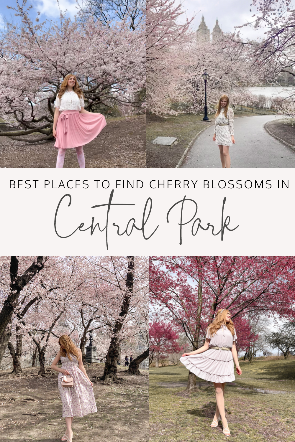 cherry blossoms in central park