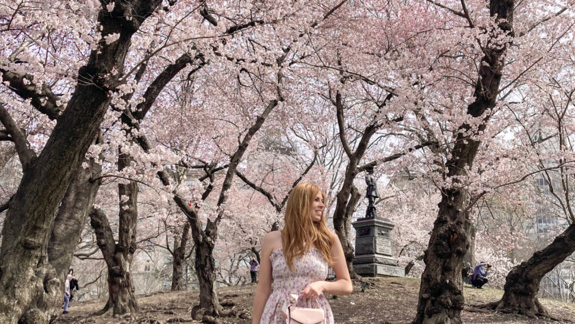 Cherry Blossom at Pilgrim Hill