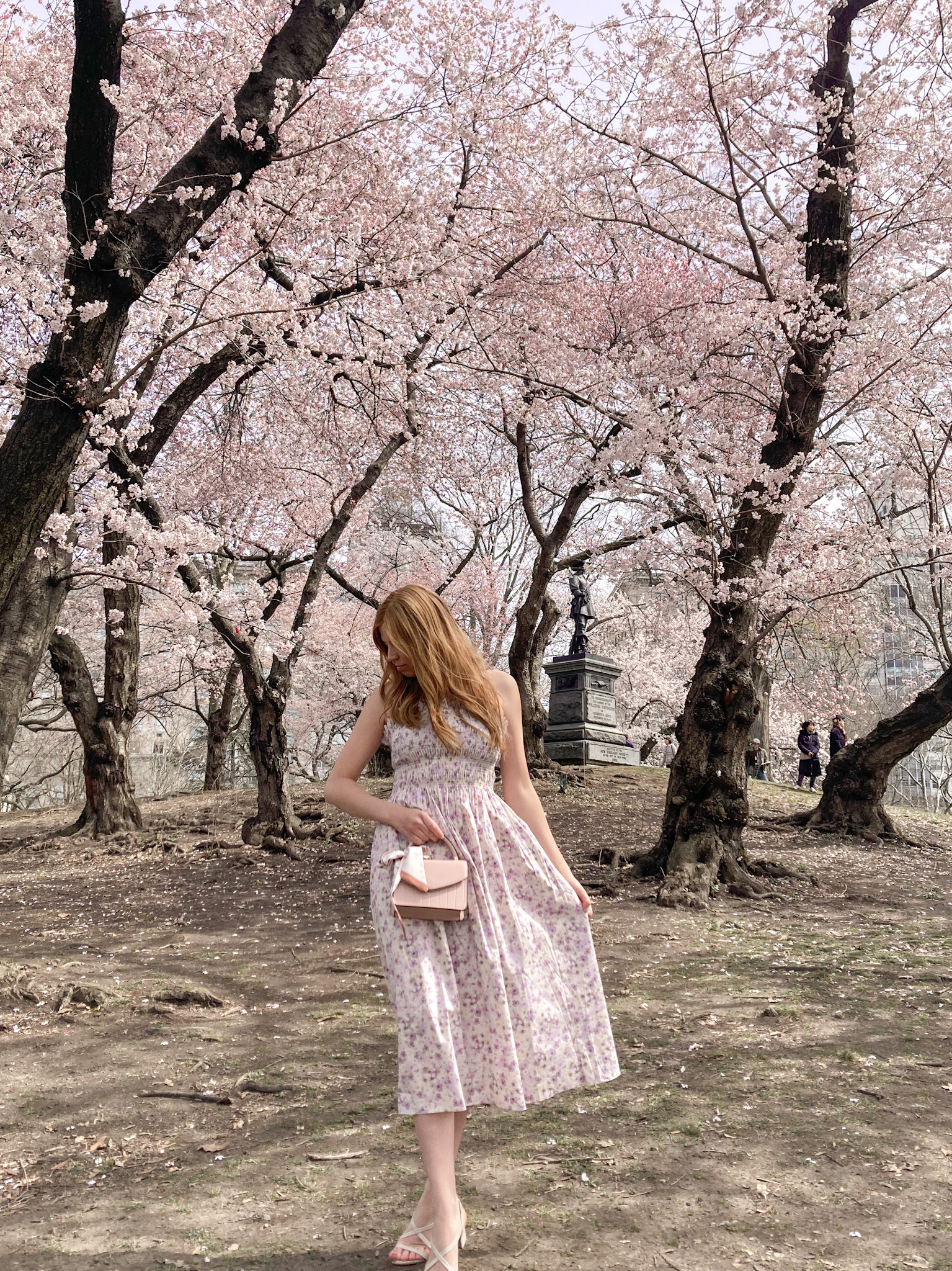 Cherry Blossom at Pilgrim Hill
