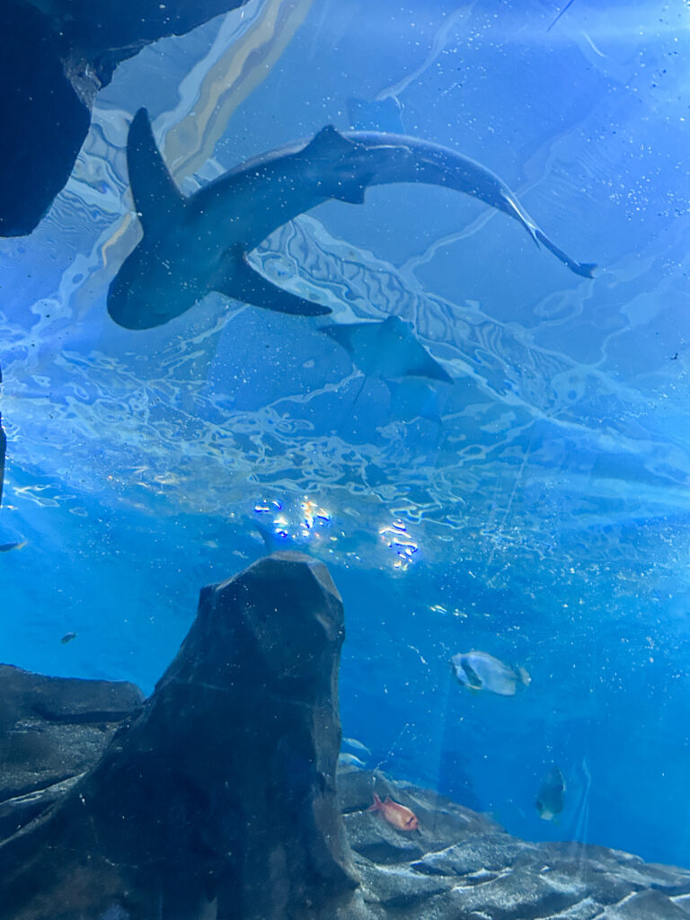 Georgia Aquarium, Atlanta