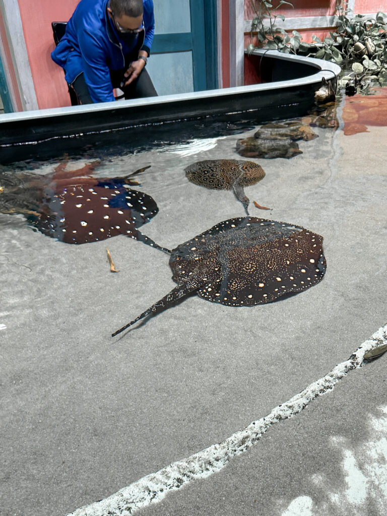 Georgia Aquarium, Atlanta