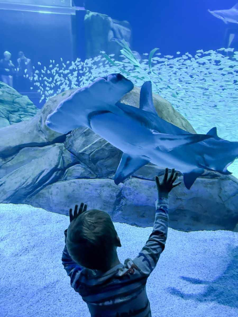 Child watching a shark swim at the Georgia Aquarium in Atlanta.