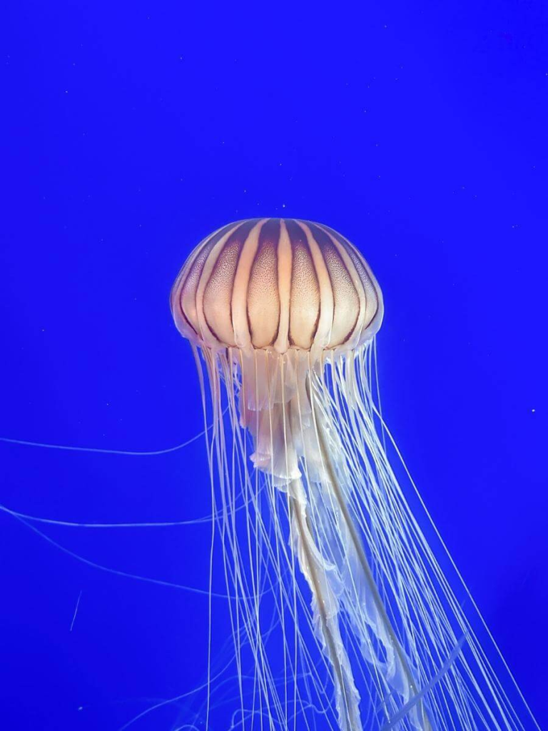 Glowing jellyfish on display at the Georgia Aquarium, Atlanta. A fun place to visit as a family.