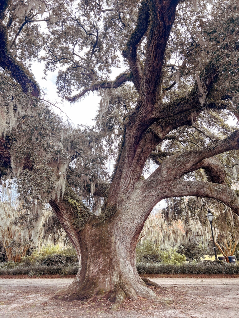 Hampton Park Charleston