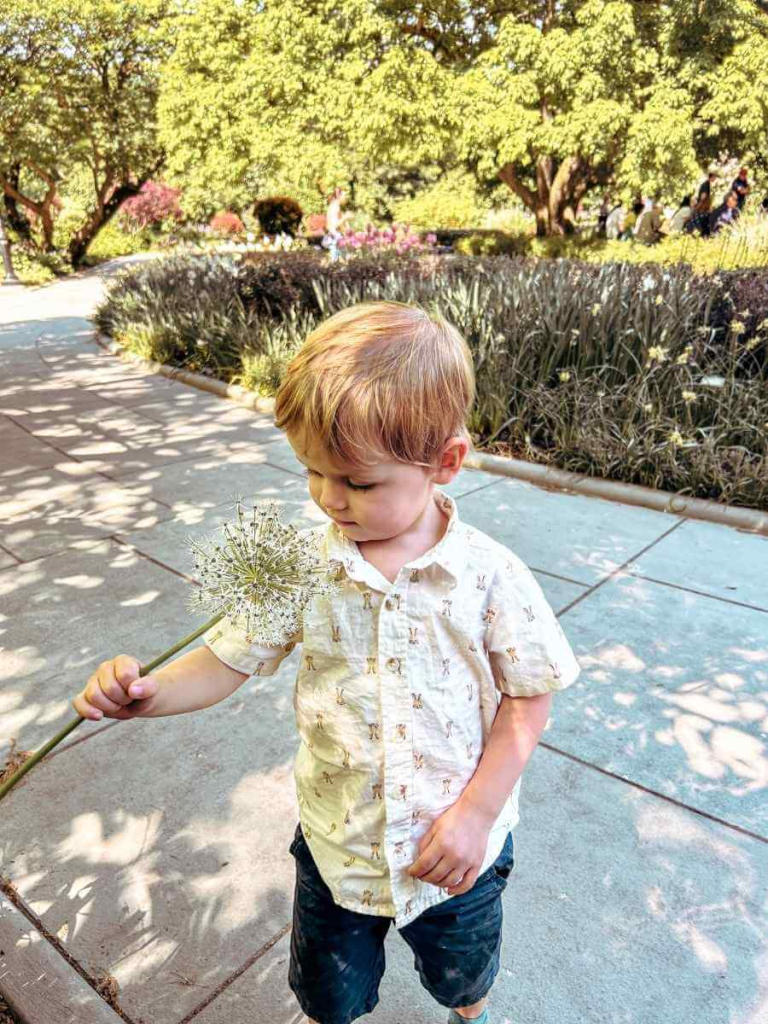 Young boy smelling a beautiful flower in Conservatory Gardens. A relaxing area of Central Park for families.