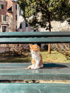 Cats of Kotor