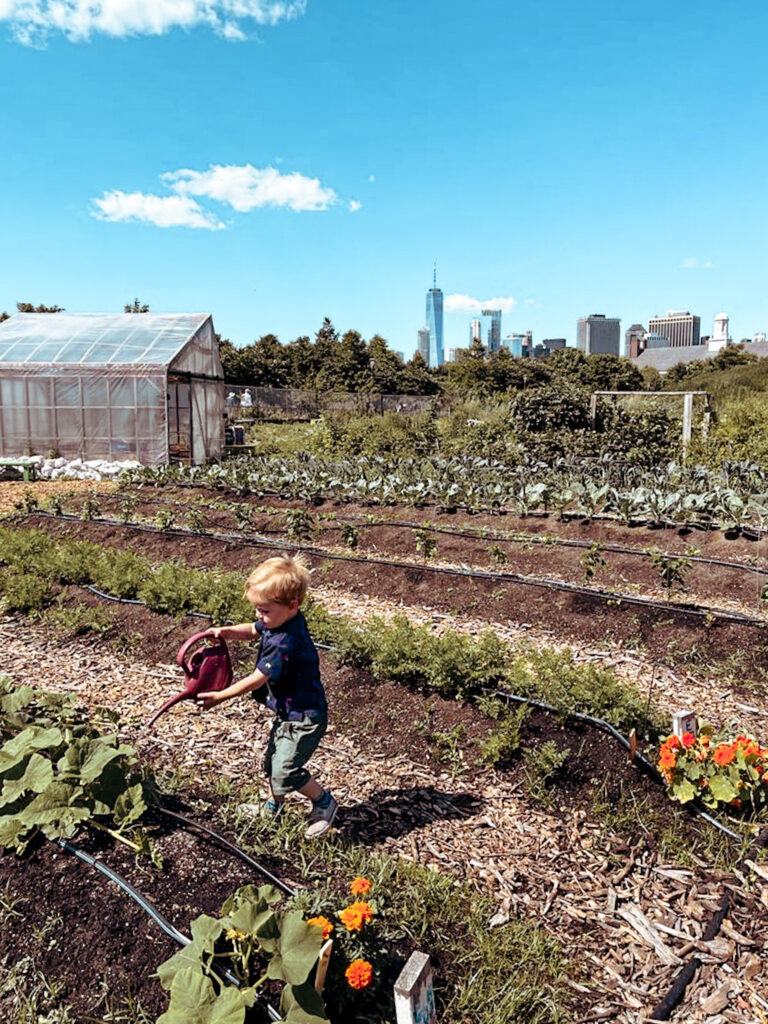 The Urban Farm