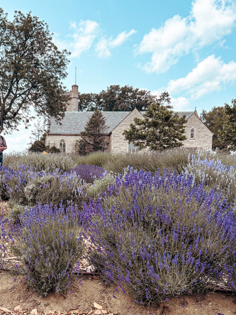 Lavender Field