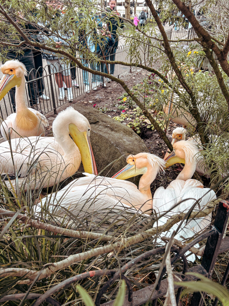 Pelicans in St James's Park London