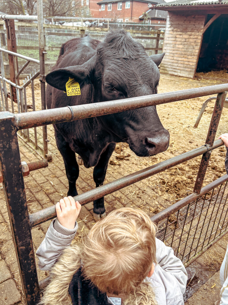 Surrey Docks Farm