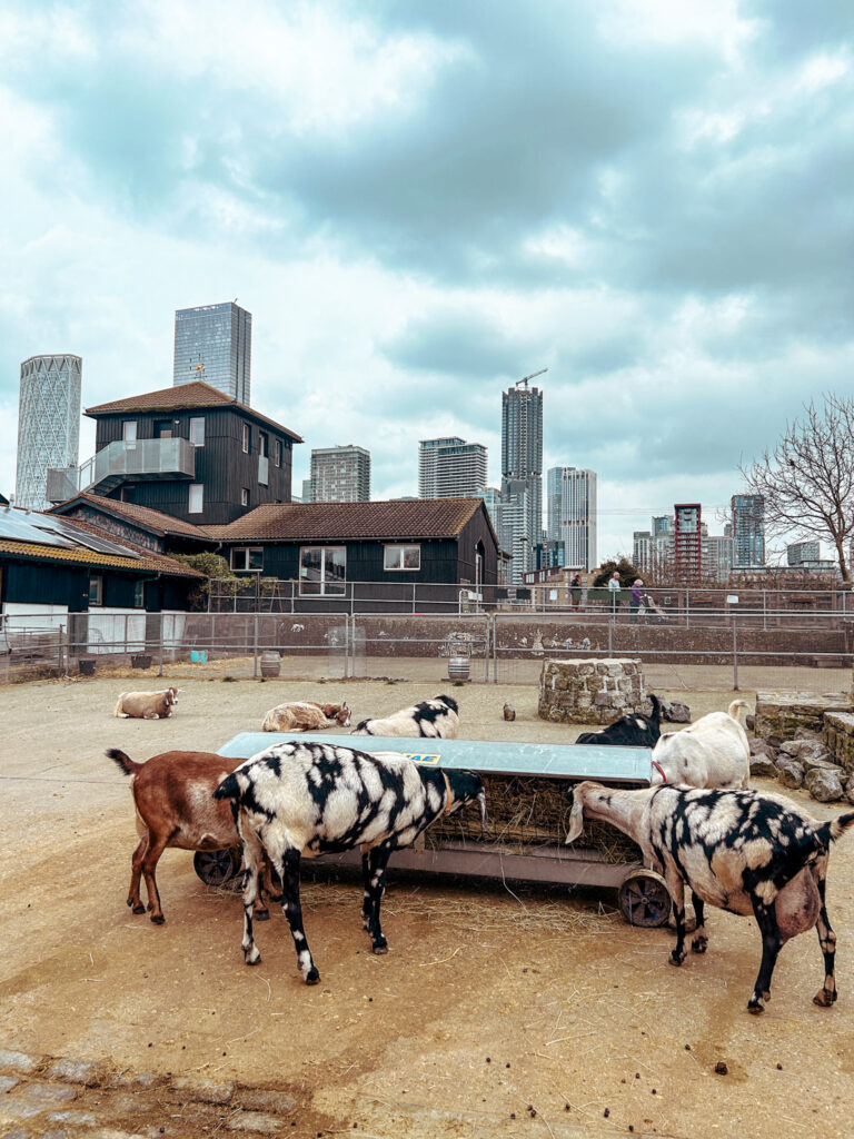 Surrey Docks Farm