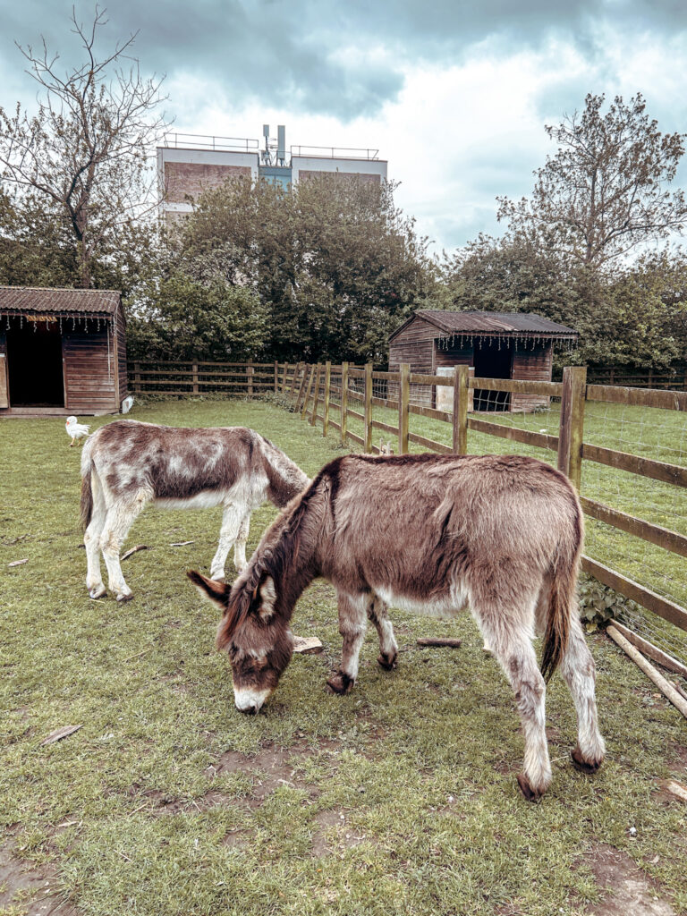 Stepney City Farm