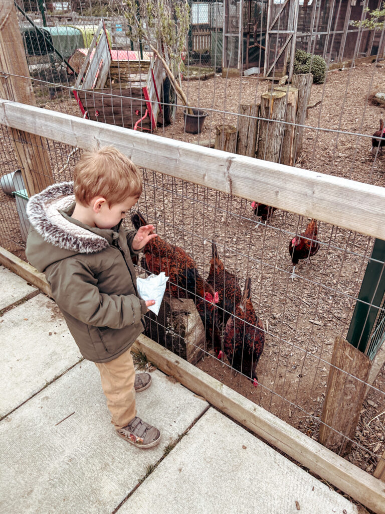 Stepney City Farm