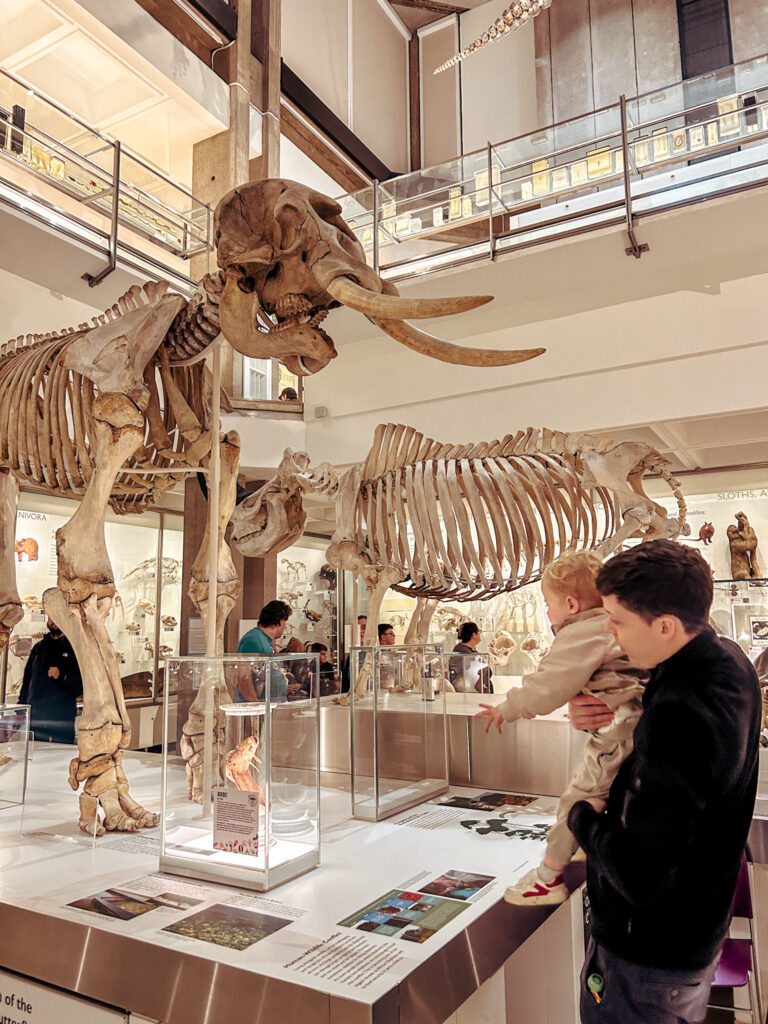 The Zoology Museum