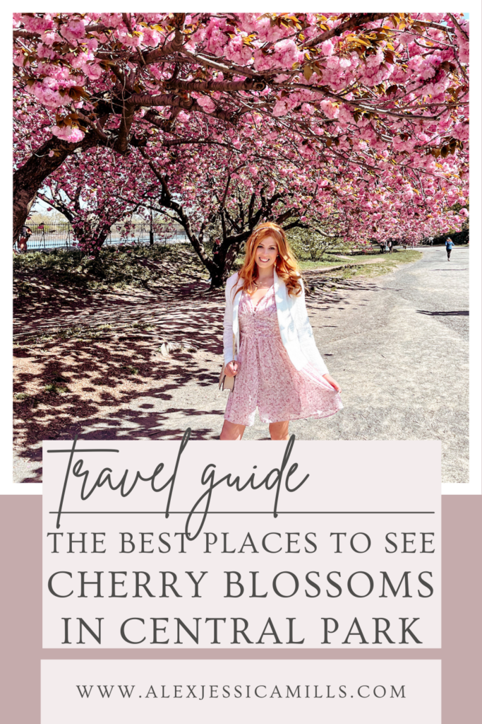 where to find cherry blossoms in Central Park