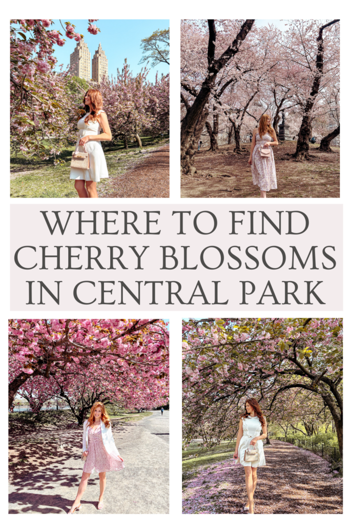 the best palces to see cherry blossoms in Central Park