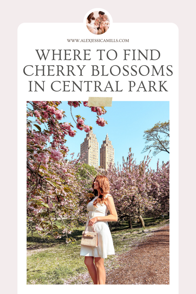 where to find cherry blossoms in Central Park