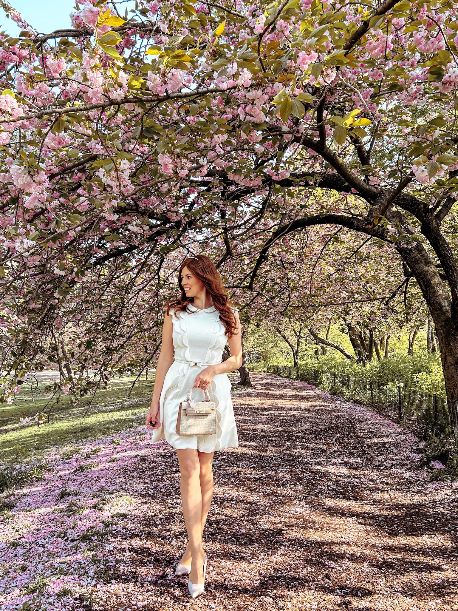 Cherry Blossoms West Side of Central Park