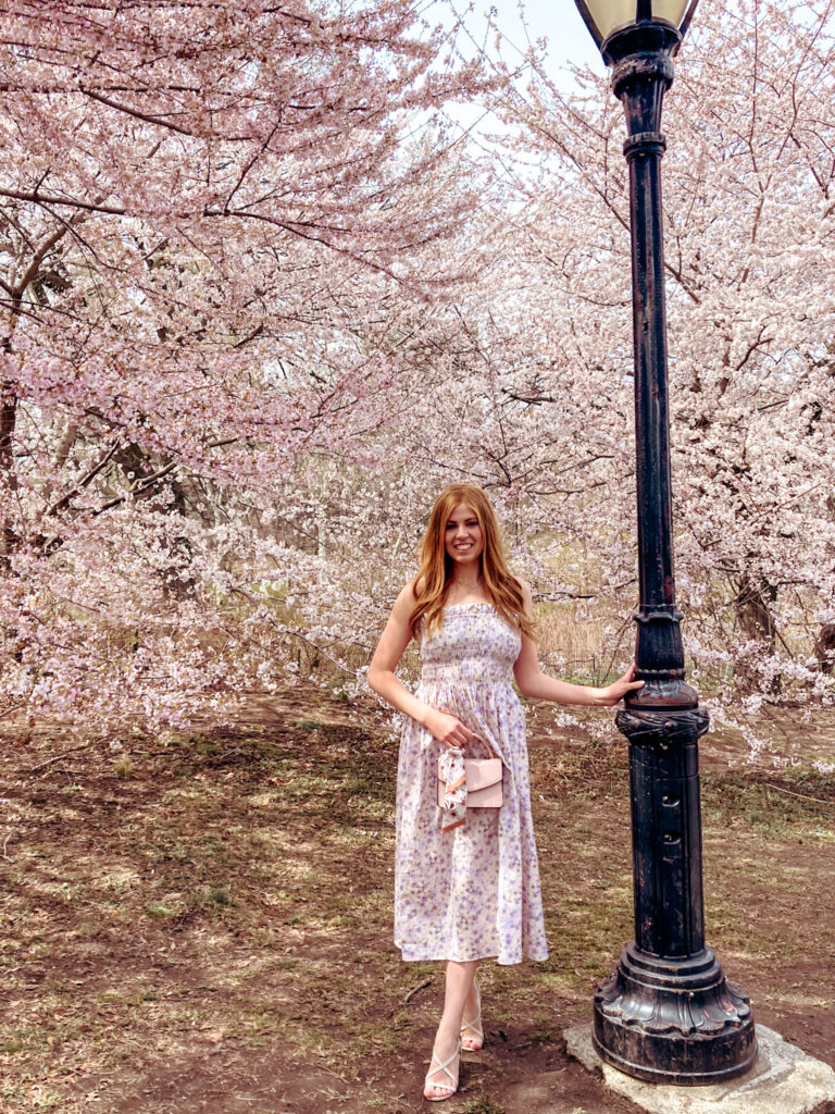 Cherry Blossom on Cherry Hill