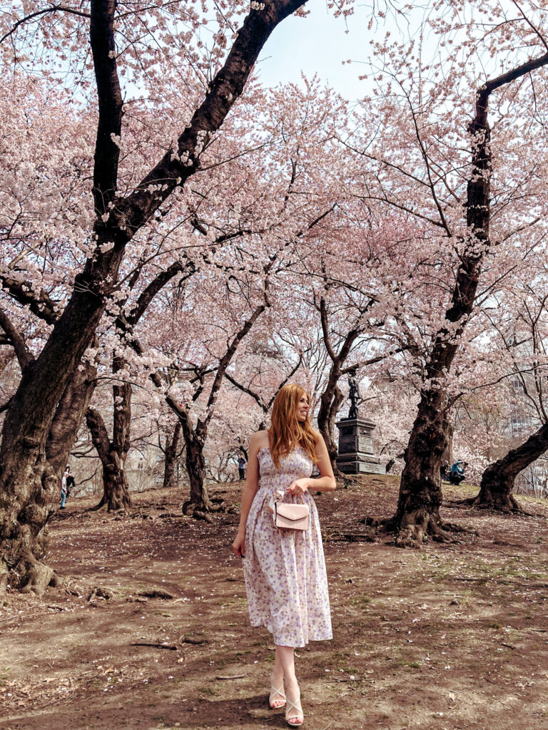 Cherry Blossoms on Pilgrim Hill