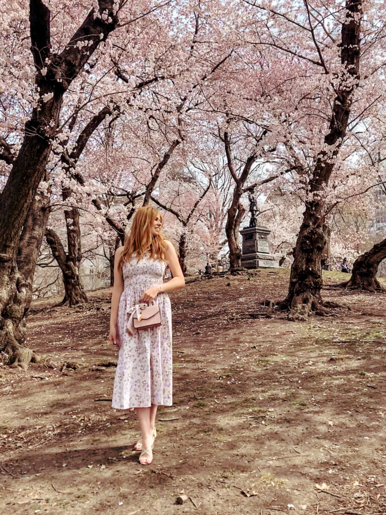 Cherry Blossoms on Pilgrim Hill