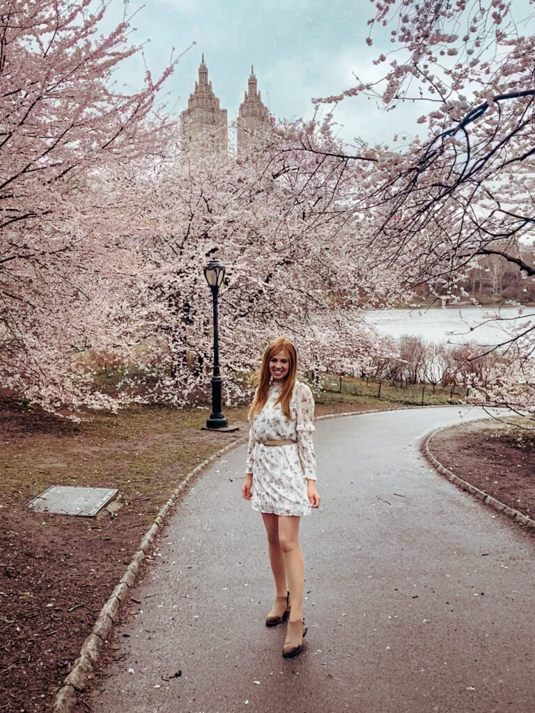 Cherry Blossom on Cherry Hill