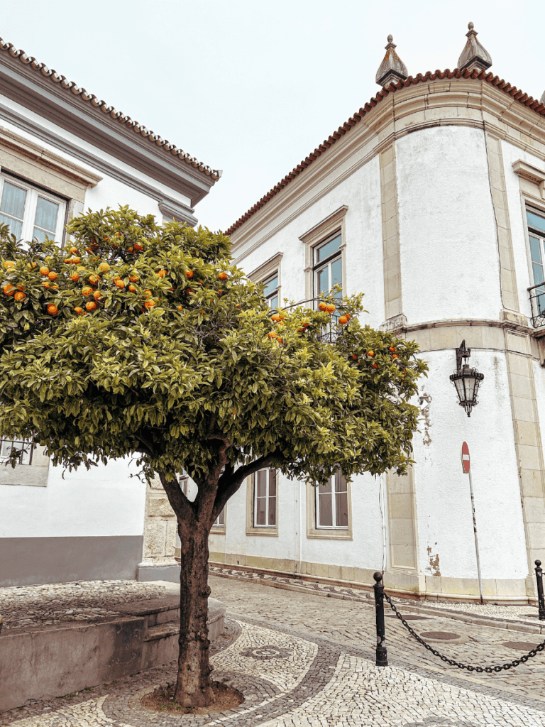 Orange Trees in Old Town Faro