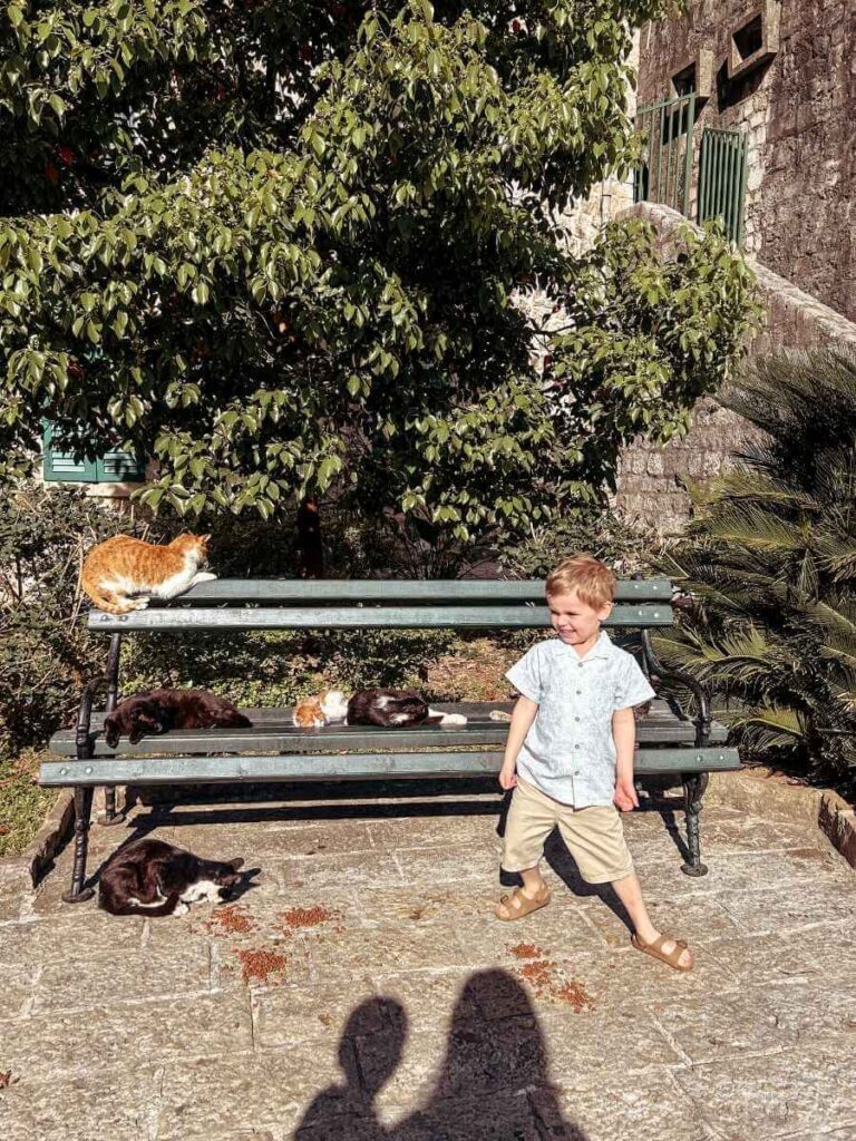 Child enjoying the friendly stray cats in Kotor, one of the best free things to do in Kotor with kids.