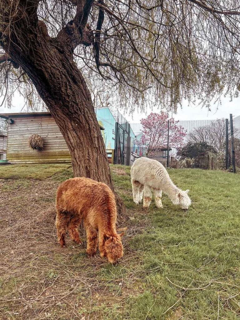 Alpacas along the Horniman’s farm trail, showing why the Horniman is good for kids