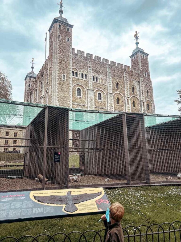 The raven enclosure at the Tower of London with one of the famous birds visible