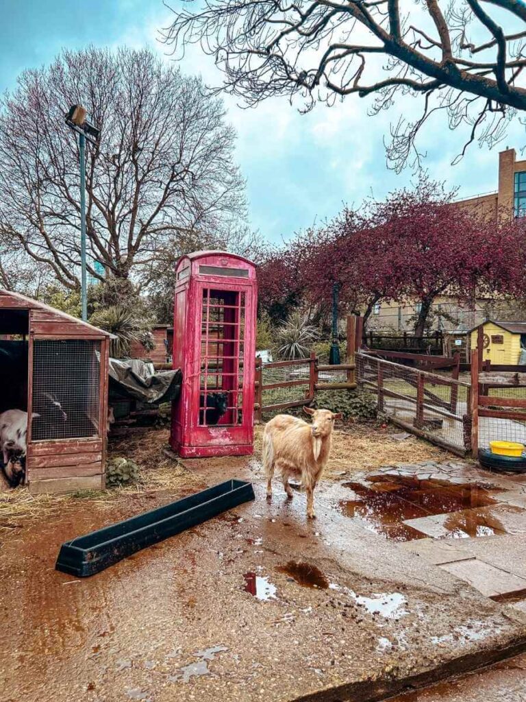 Goat standing beside a red telephone box at Spitalfields City Farm, a quirky and charming animal farm in East London.