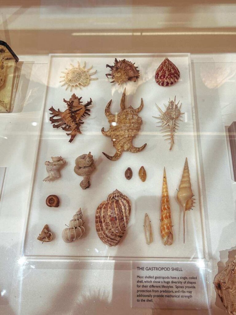 Fascinating shell collection at the University Museum of Zoology.