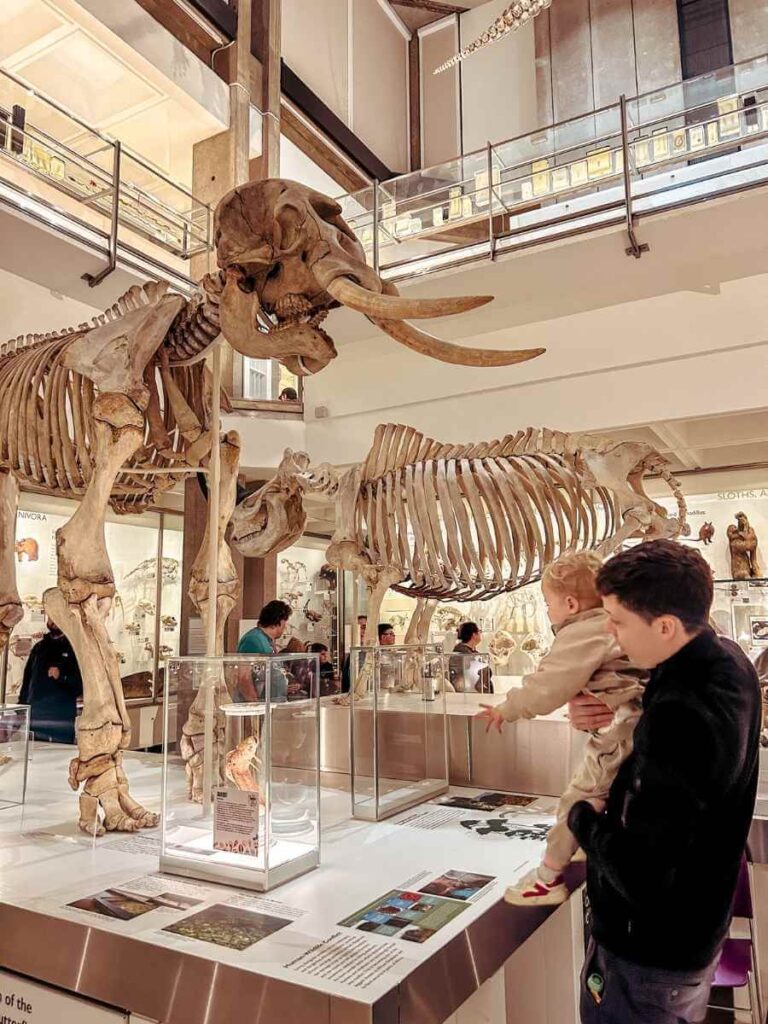 Kids viewing mammoth bones at the University Museum of Zoology, a family-friendly attraction in Cambridge.