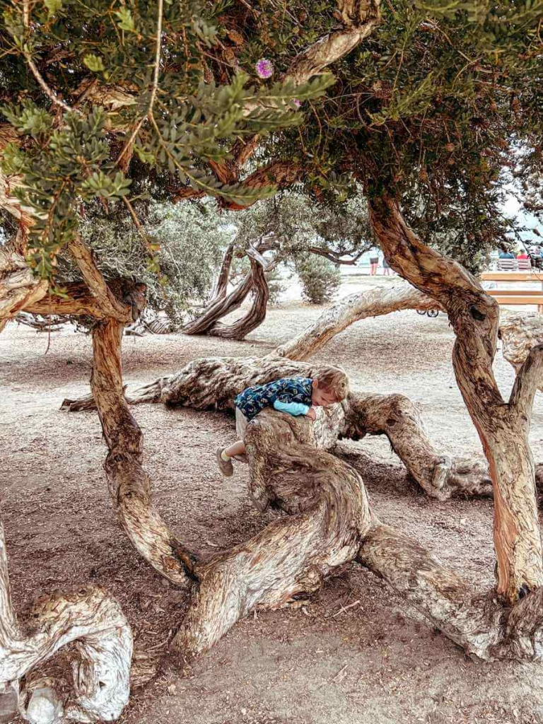 A toddler climbing in the trees at Ellen Browning Scripps Park. A fun thing to do in LA Jolla, San Diego.