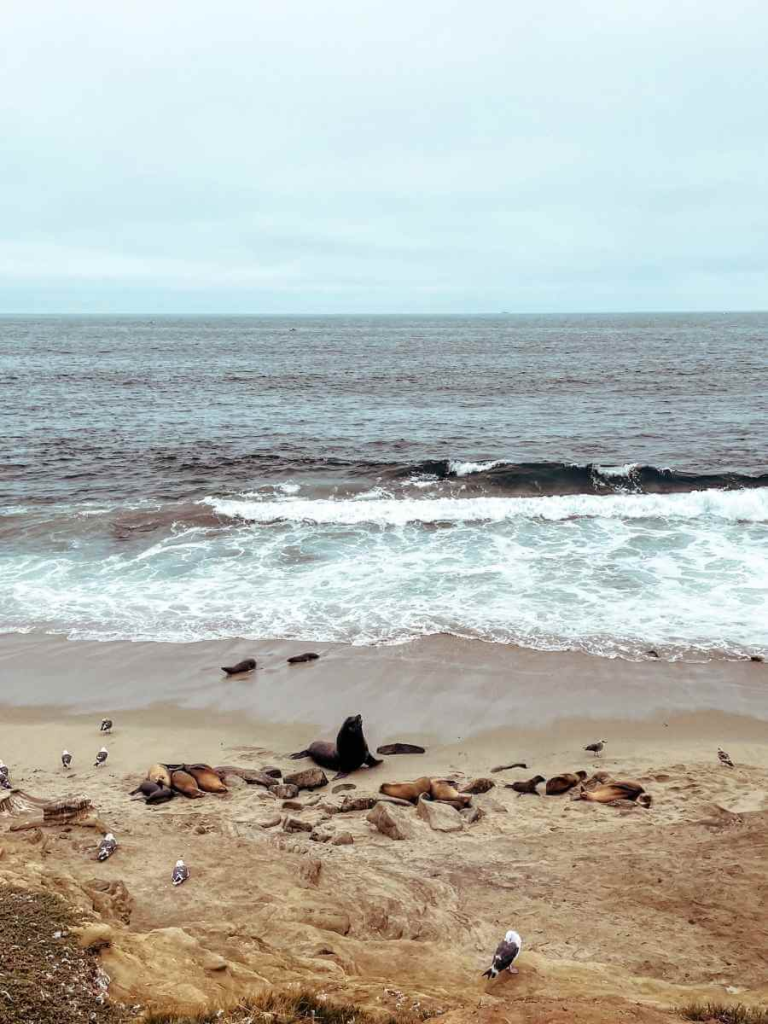 Wild seals resting on the beach in La Jolla, one of the best free things to do in San Diego with kids