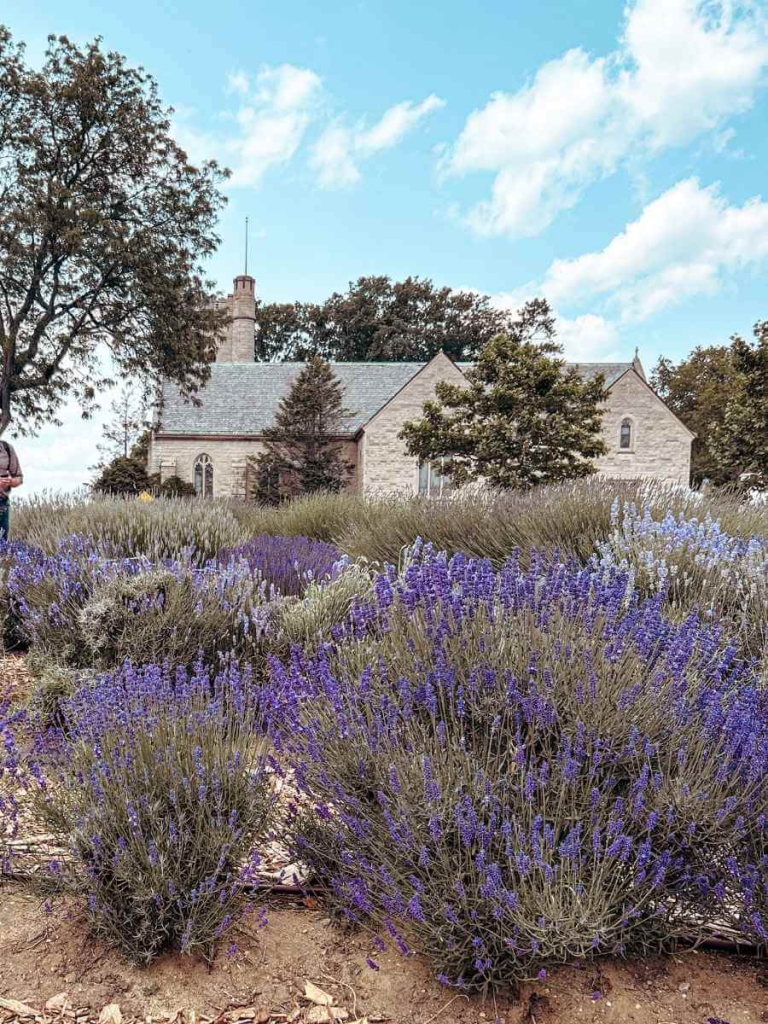 Lavender fields in bloom on Governors Island – a peaceful and scenic area to explore during summer.

