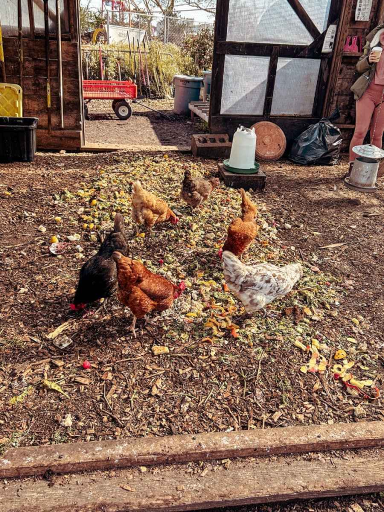 Chickens at the Urban Farm. A fun stop for kids interested in animals and nature play.