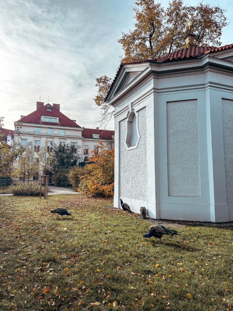 Peacocks in Vojanovy Sady Gardens in Pargue, a lovely spot in Prague for a walk. 